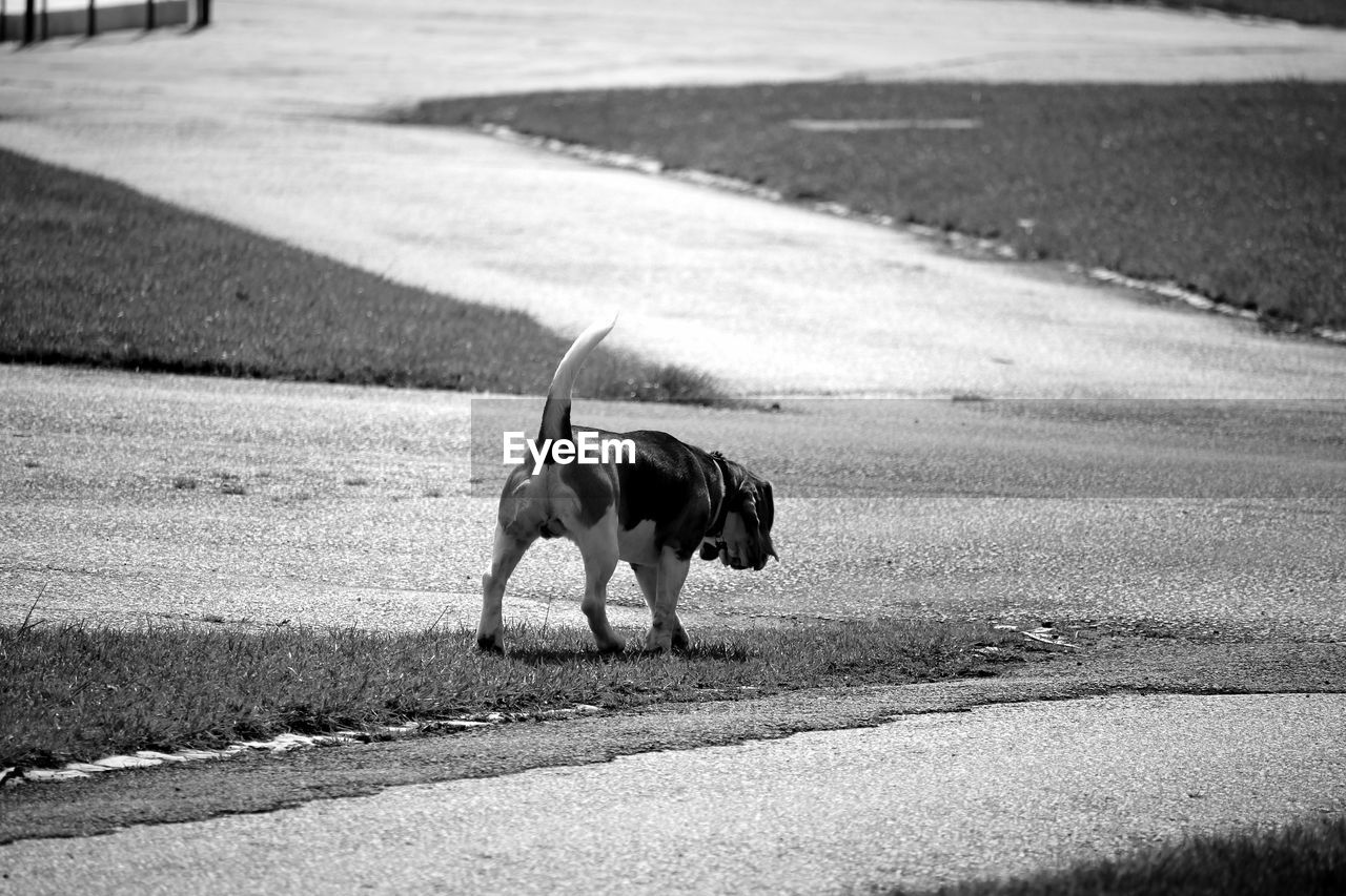 Dog walking at park