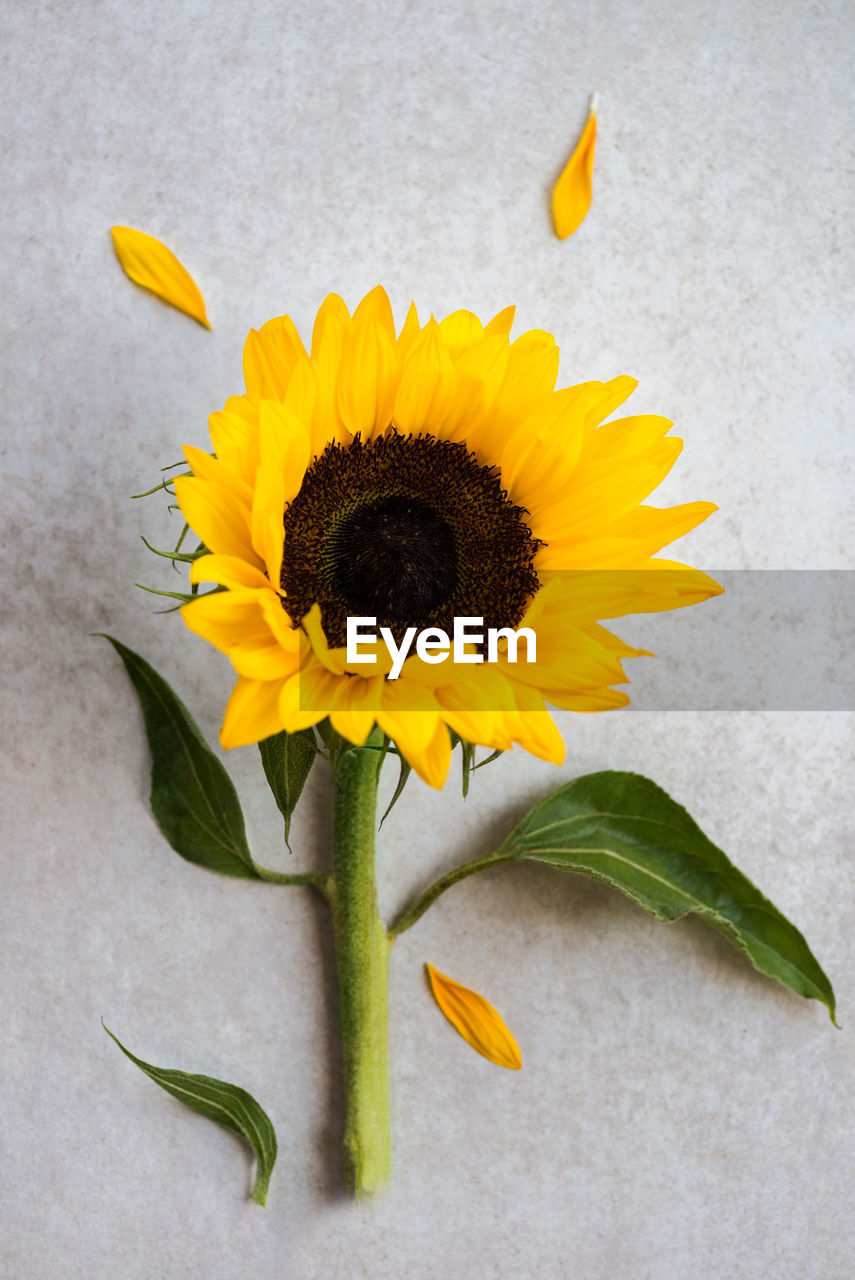 CLOSE-UP OF YELLOW SUNFLOWER IN WHITE FLOWER