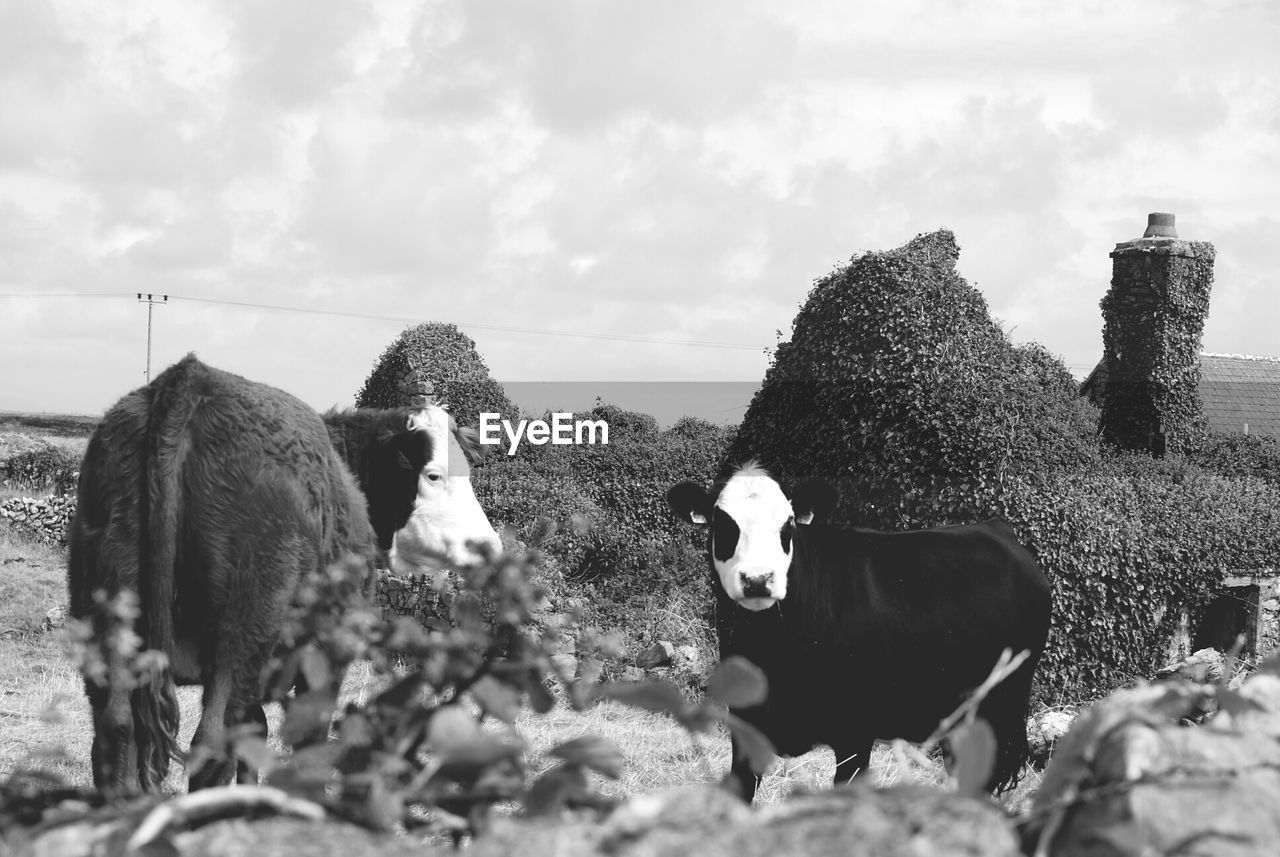 Cows on field against sky