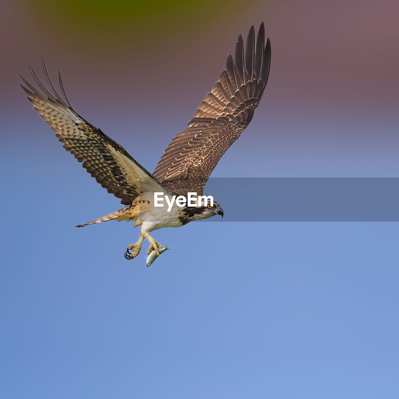 bird, animal, animal themes, animal wildlife, flying, wildlife, bird of prey, one animal, spread wings, animal body part, wing, falcon, buzzard, beak, no people, nature, eagle, hawk, sky, mid-air, blue, animal wing, full length, beauty in nature, clear sky, copy space, motion, outdoors, falcon - bird