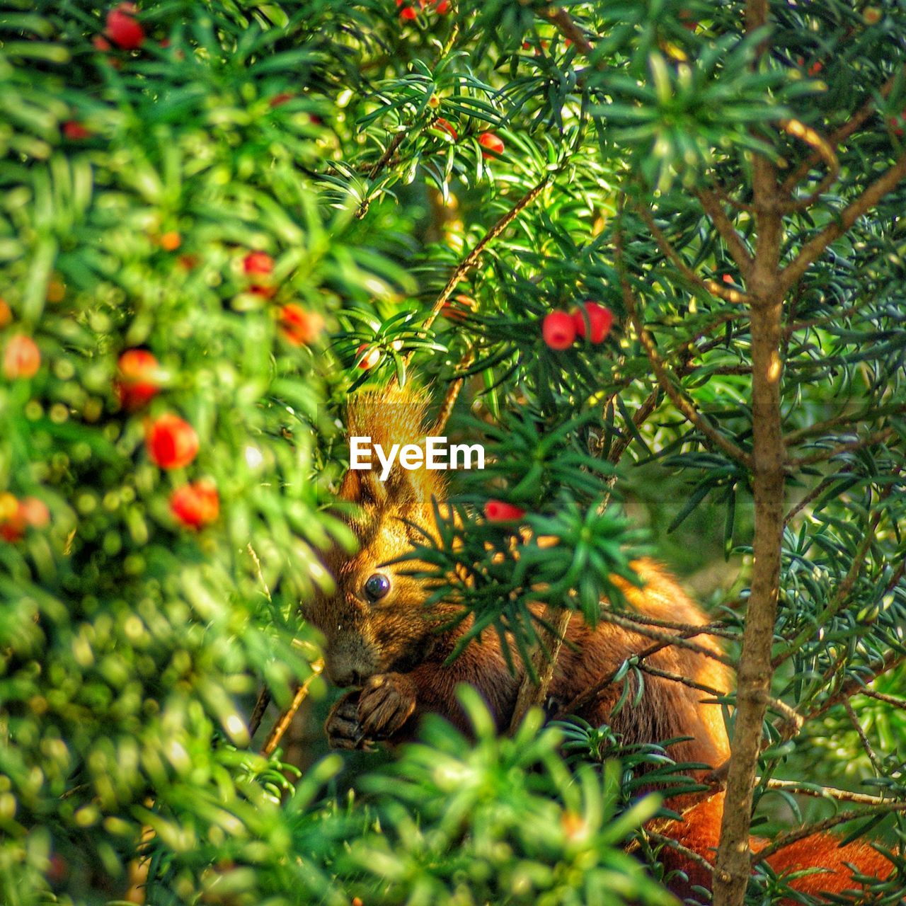 CLOSE-UP OF A BIRD IN A TREE