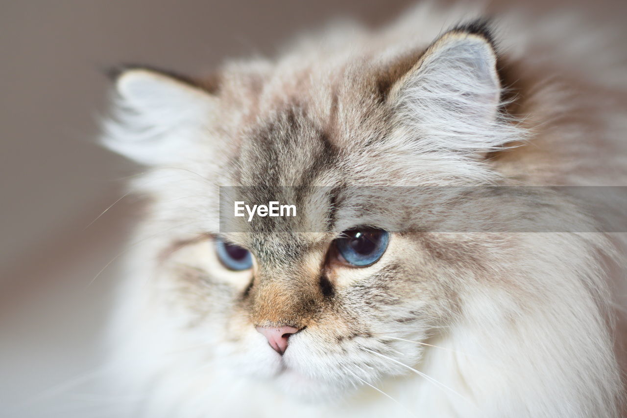 Close-up portrait of a cat