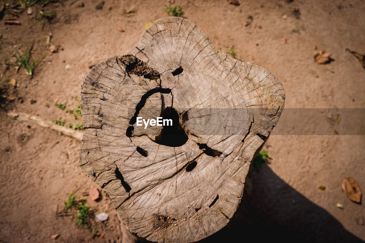 High angle view of tree stump in forest