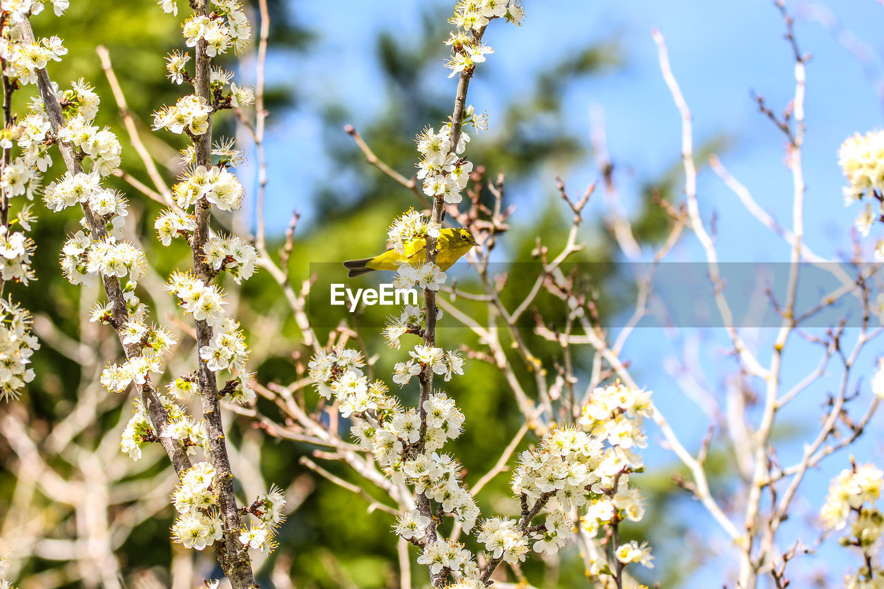 Low angle view of orange crowned warbler bird in cherry blossoms 