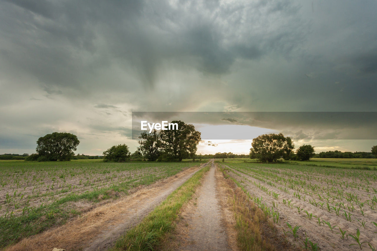 cloud, sky, landscape, environment, plant, nature, field, land, rural scene, horizon, tree, road, storm, beauty in nature, dramatic sky, rural area, morning, scenics - nature, agriculture, no people, storm cloud, plain, cloudscape, dirt road, crop, grass, dirt, transportation, the way forward, outdoors, prairie, thunderstorm, tranquility, overcast, cereal plant, moody sky, sunlight, rain, food, growth, farm, wet, vanishing point, diminishing perspective, dusk, horizon over land, non-urban scene