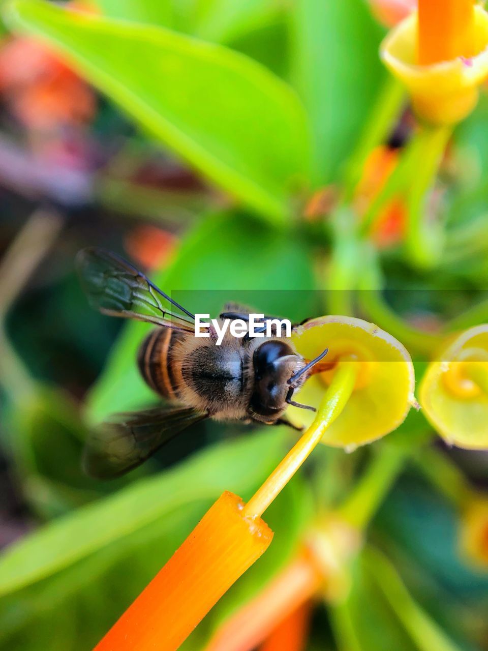 CLOSE-UP OF HONEY BEE ON FLOWER