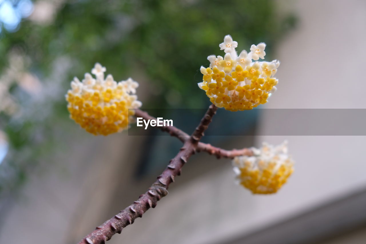 Close-up of yellow flowers blooming outdoors