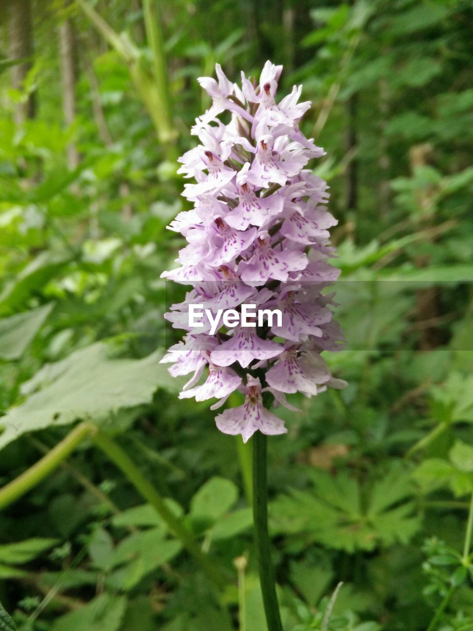 Close-up view of pink flower