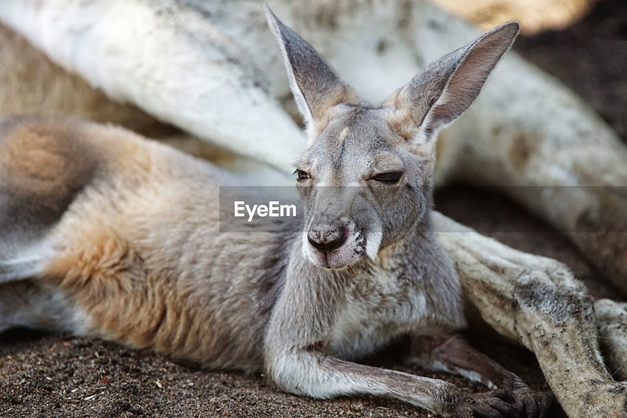 Close-up portrait of kangaroo resting