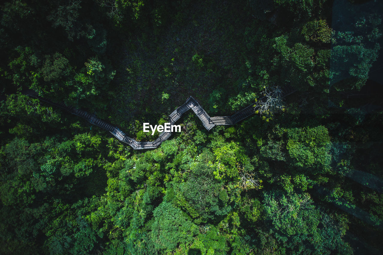 High angle view of footpath amidst trees in forest