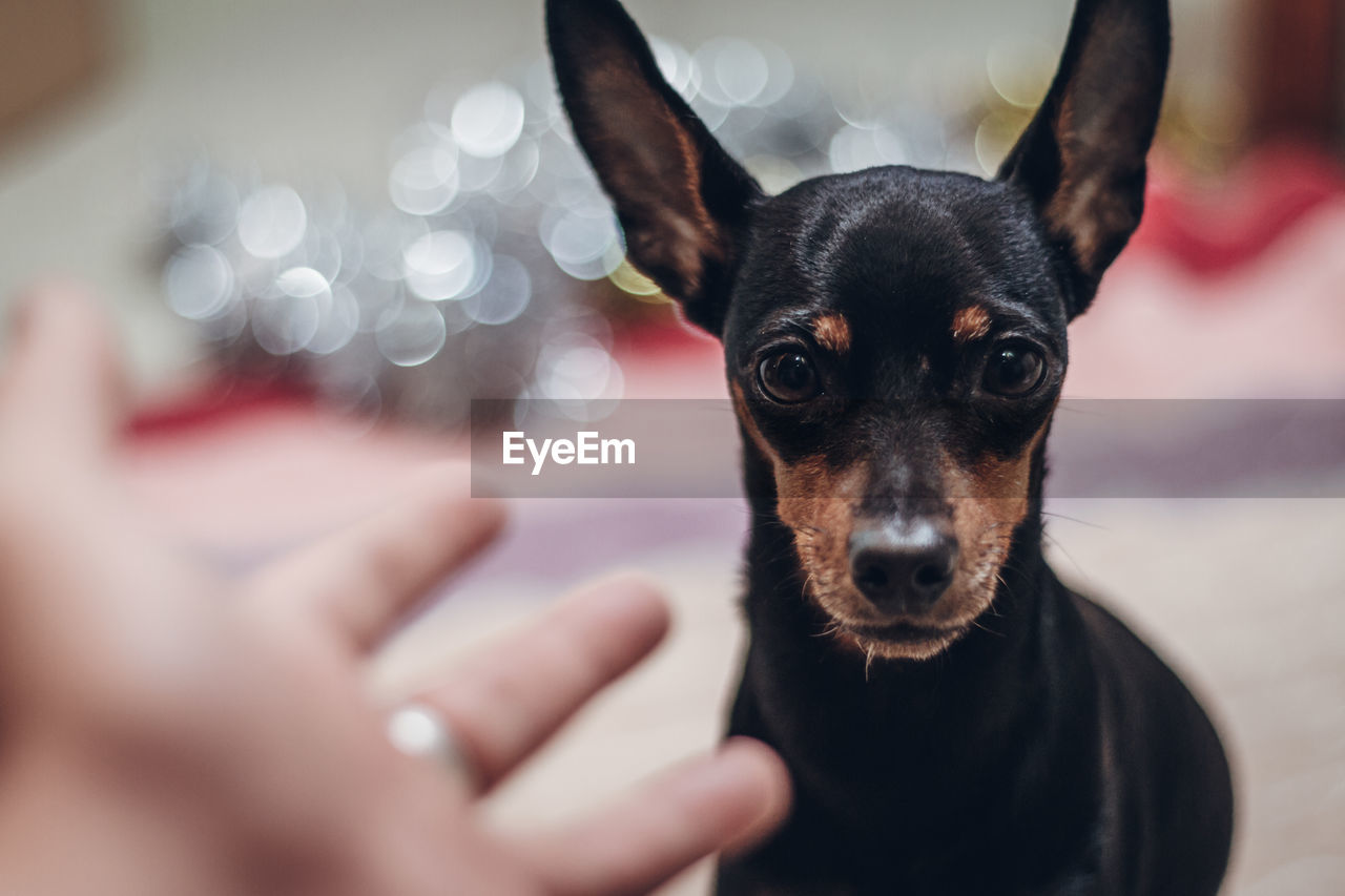 Portrait of dog with hands against bokeh