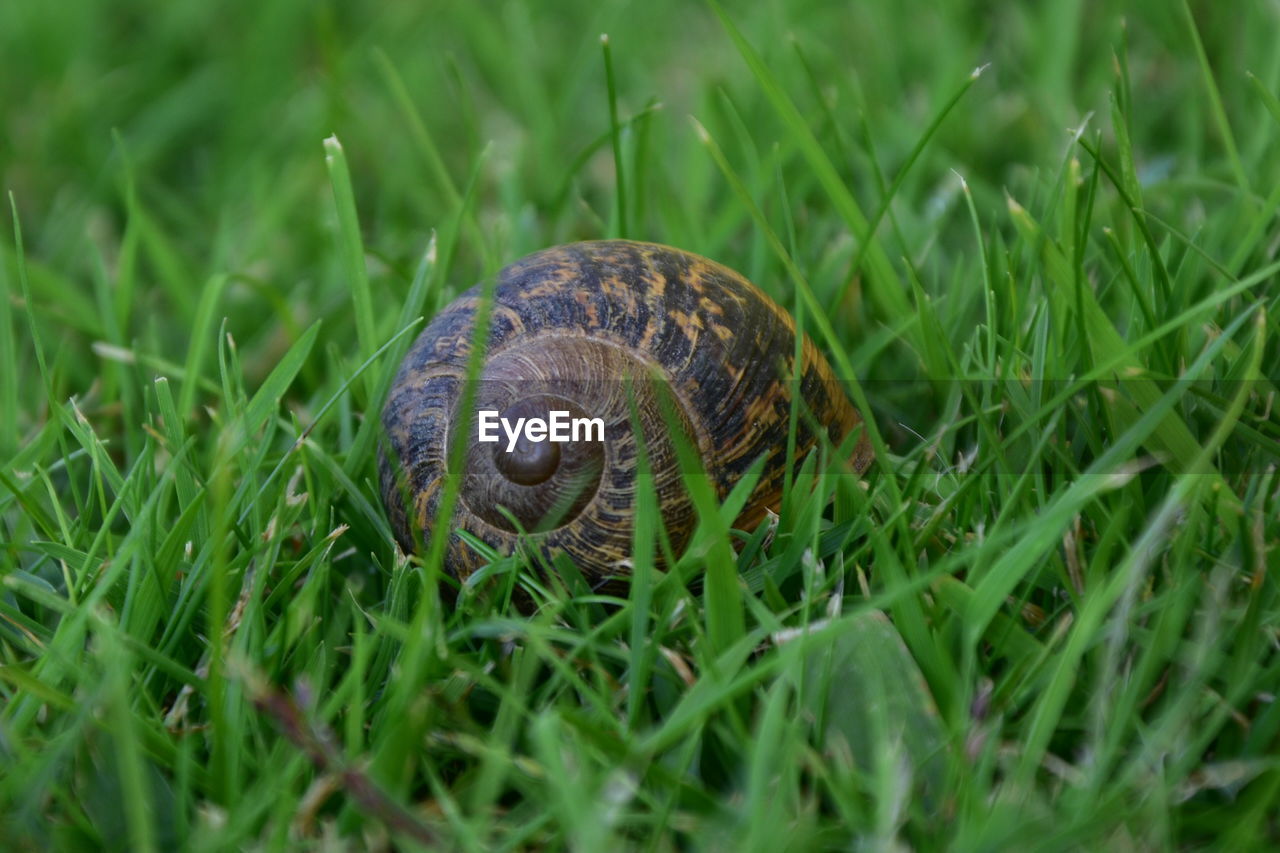 CLOSE-UP OF A TURTLE ON GRASS