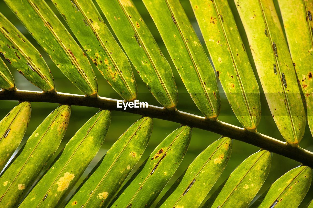 Full frame shot of green leaves