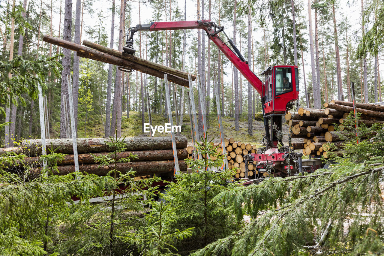 Stacking logs in forest