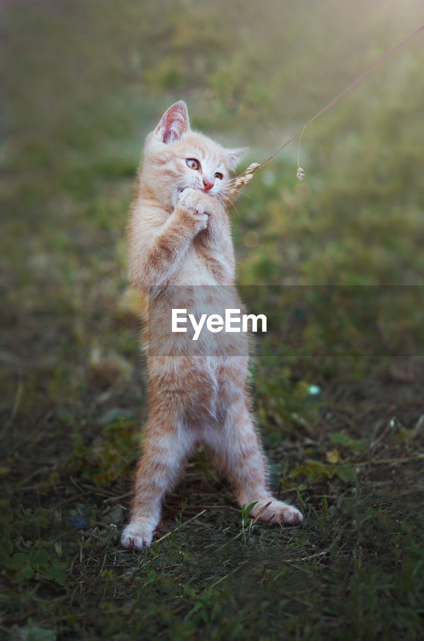 Full length of cute kitten standing on grassy field