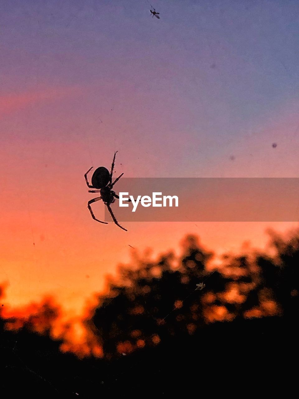 SILHOUETTE OF SPIDER AGAINST ORANGE SKY