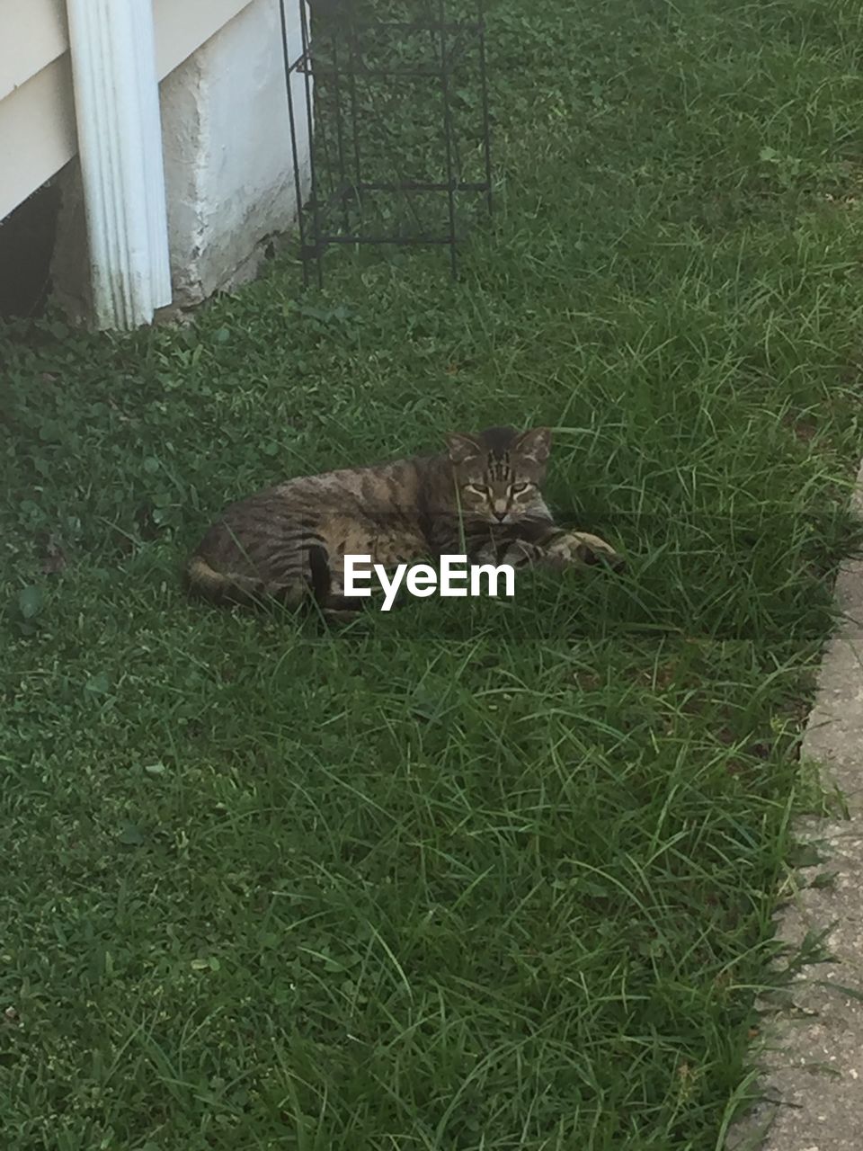 CAT IN FIELD