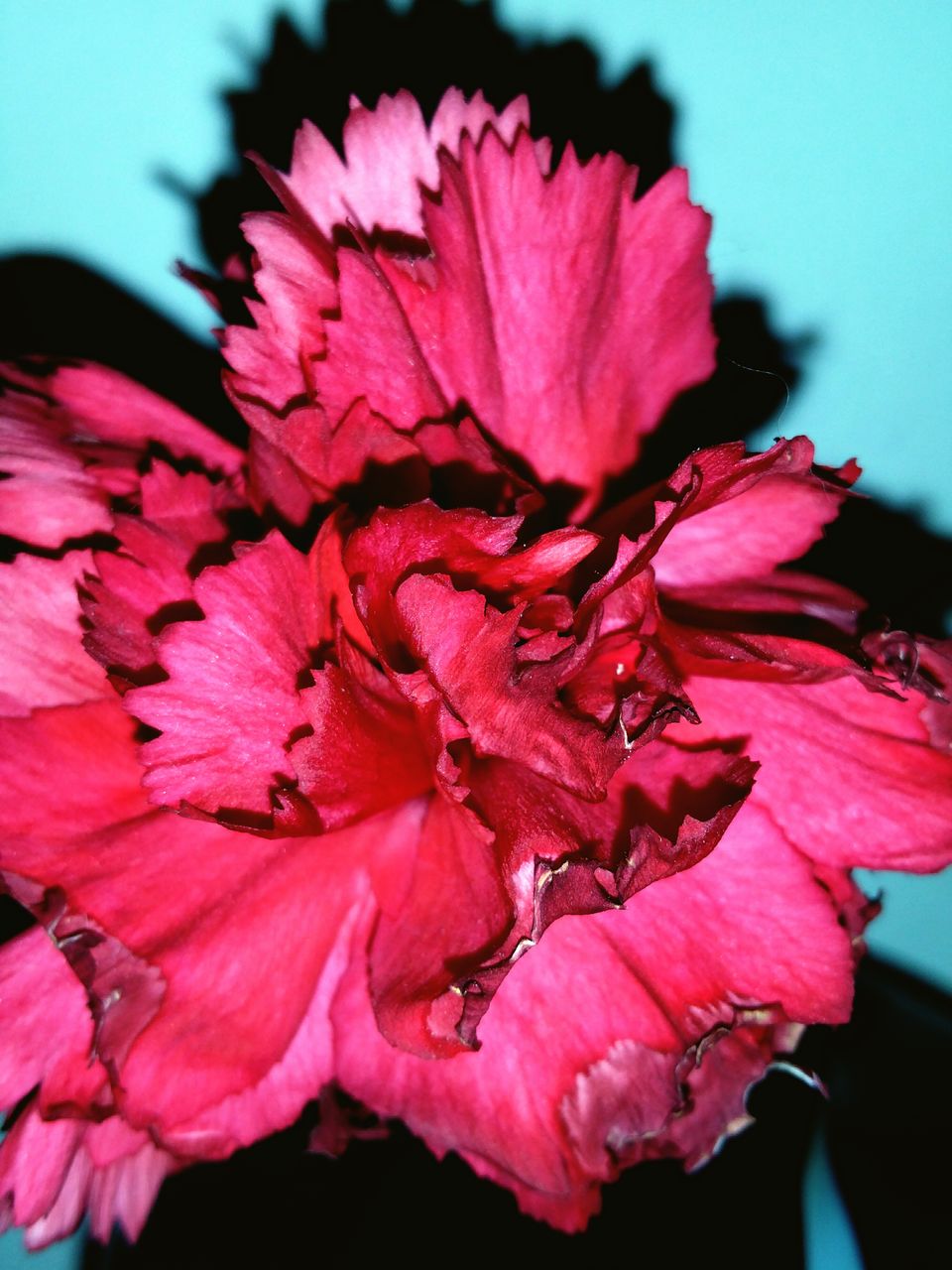 CLOSE-UP OF PINK FLOWERS BLOOMING