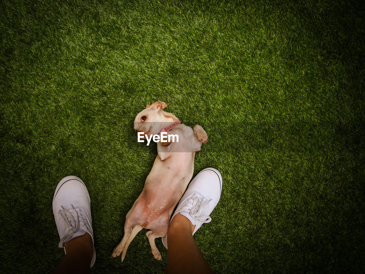 Low section of man standing by chihuahua on field
