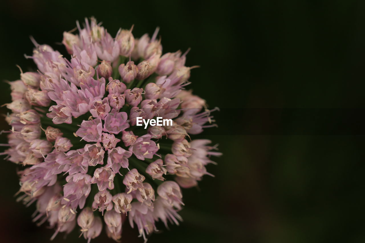 flower, flowering plant, plant, freshness, beauty in nature, close-up, fragility, macro photography, nature, inflorescence, flower head, petal, pink, no people, growth, focus on foreground, blossom, produce, springtime, wildflower, purple, botany, outdoors, lilac