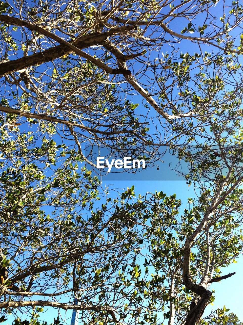 LOW ANGLE VIEW OF TREES AGAINST SKY