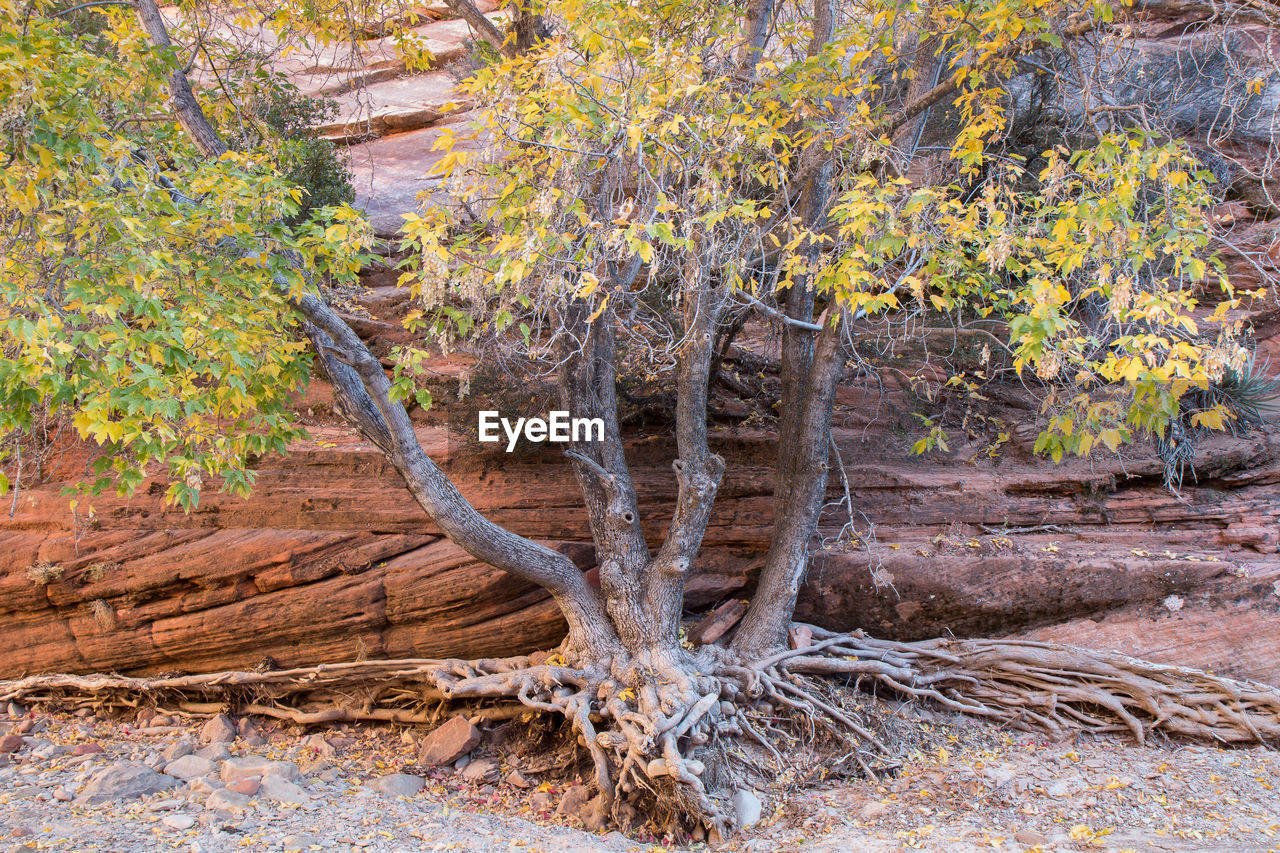 Beautiful autumn trees and rock structures in zion national park in usa