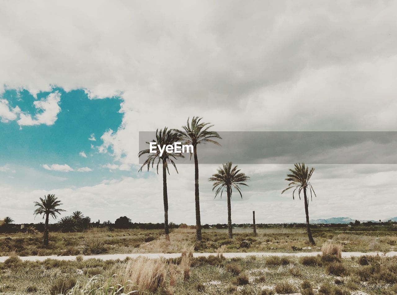 Palm trees on field against cloudy sky