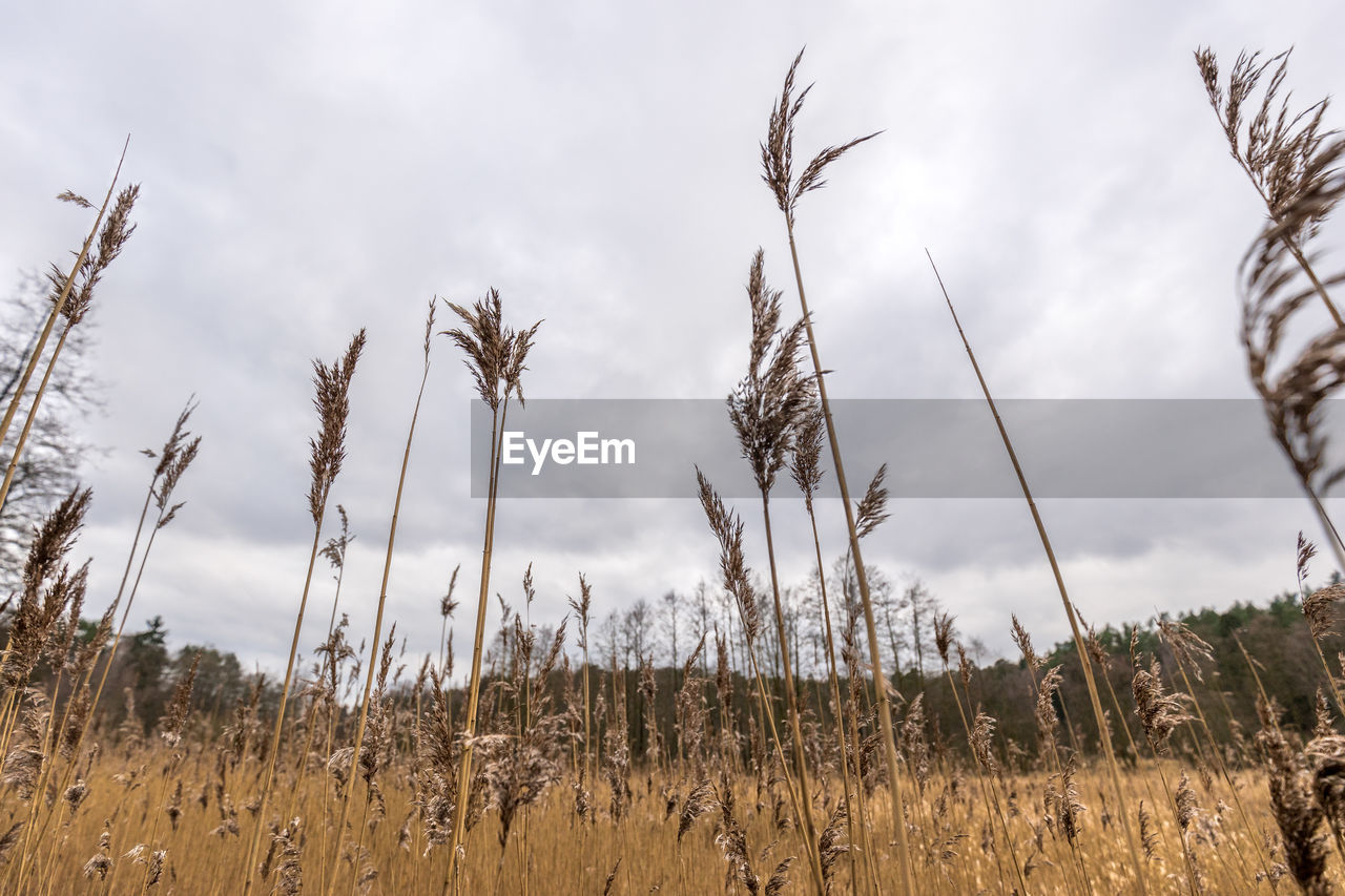 Low angle view of crop on field