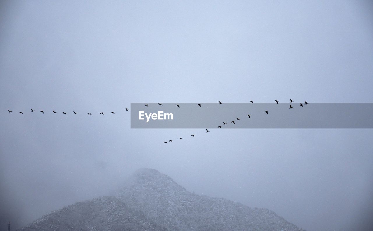 Flock of birds flying against sky