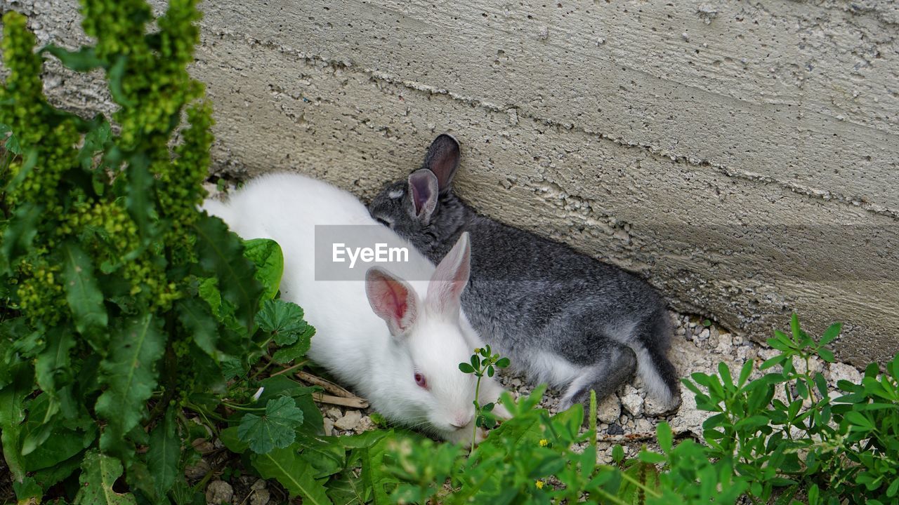 Bunny lying in a plant