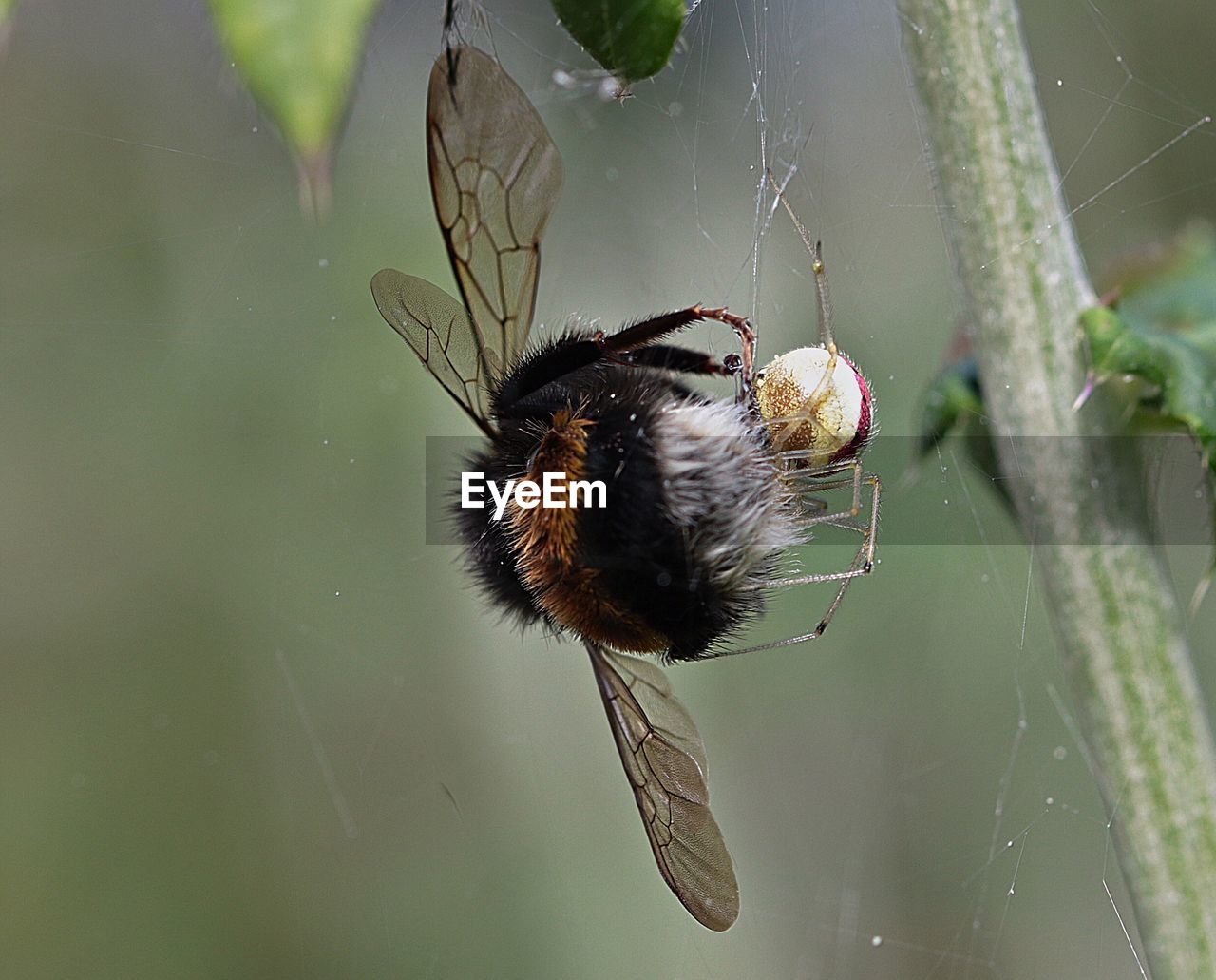 Macro shot of spider and bumblebee fighting on web