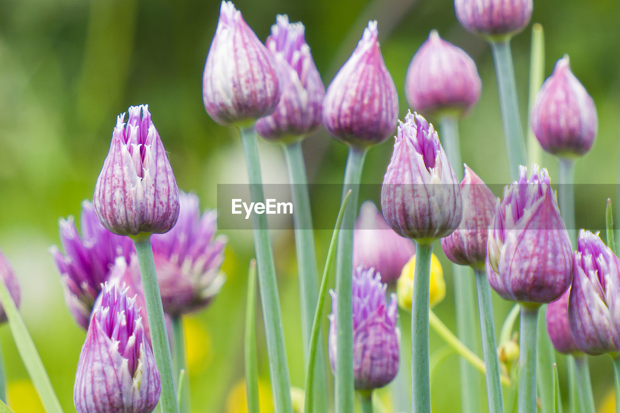 CLOSE-UP OF PINK FLOWERING PURPLE FLOWERS