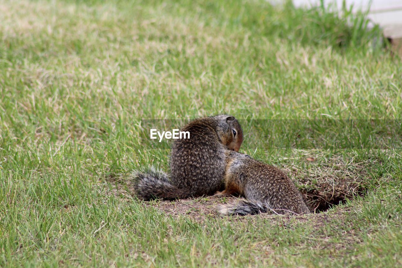 Squirrel on field