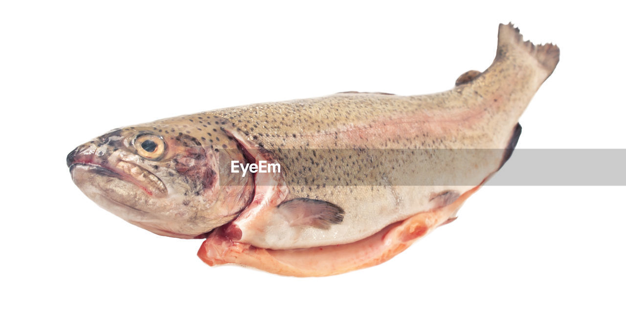 Close-up of fish against white background