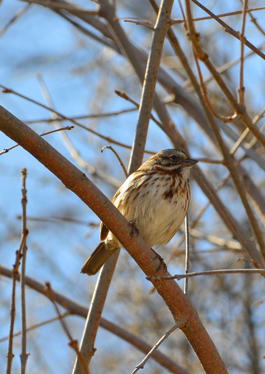 CLOSE-UP OF BIRD PERCHING ON TREE BRANCH