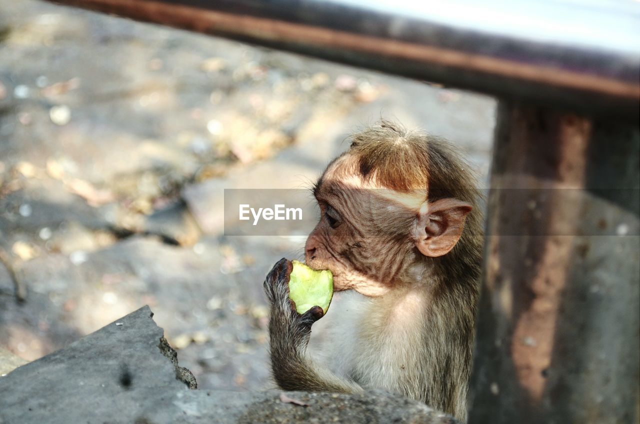 Close-up side view of a young monkey eating fruit