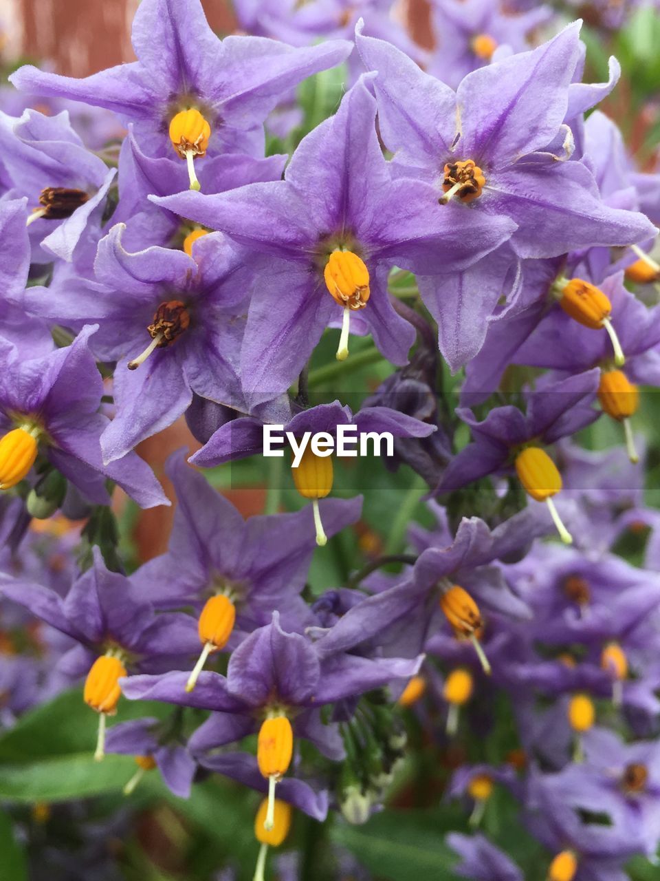 CLOSE-UP OF PURPLE FLOWERS BLOOMING IN PLANT