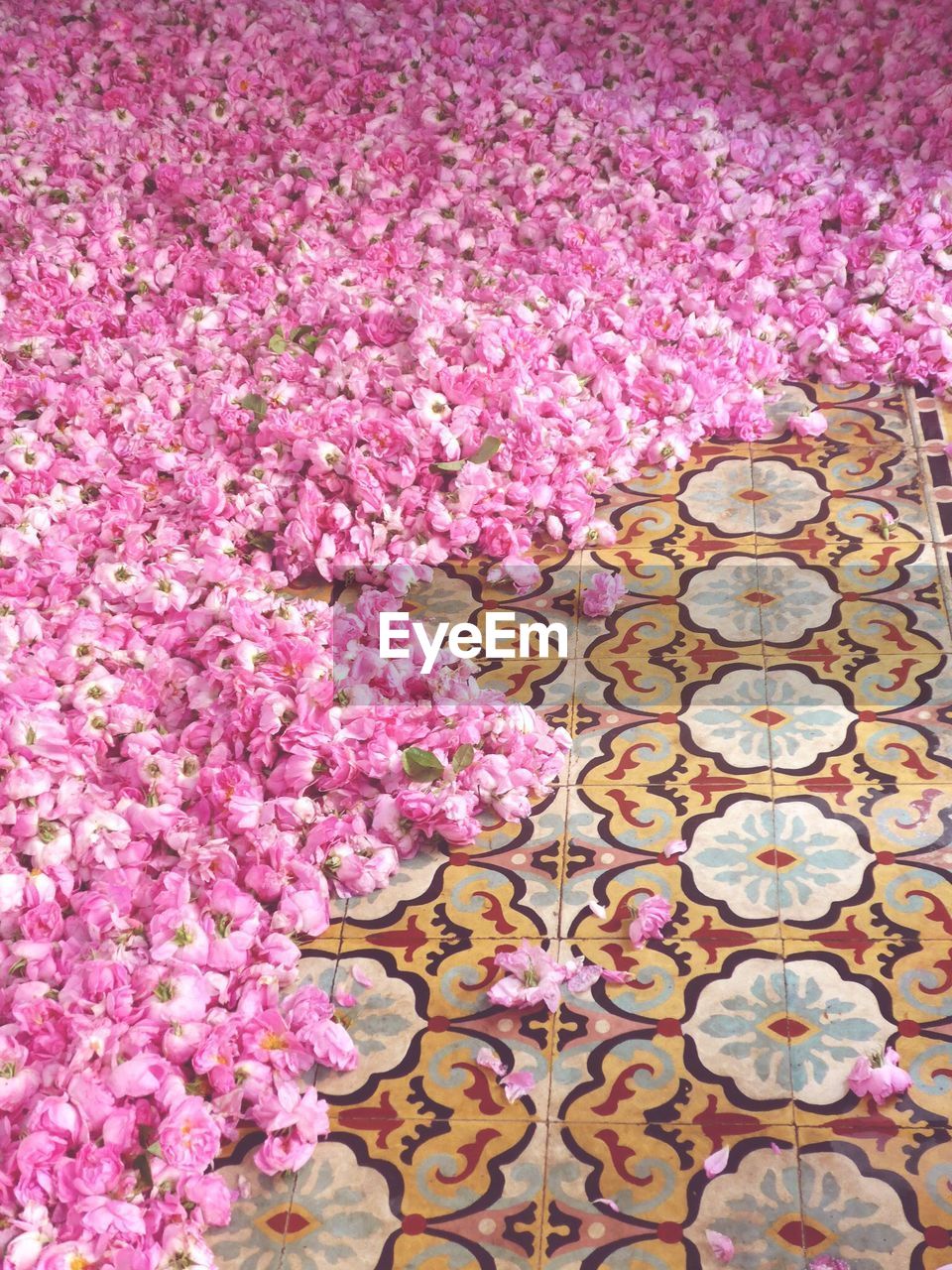 High angle view of pink roses on floor