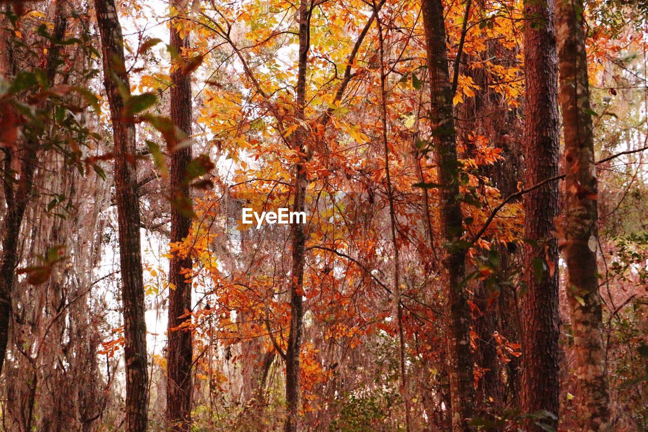TREES IN FOREST AGAINST SKY