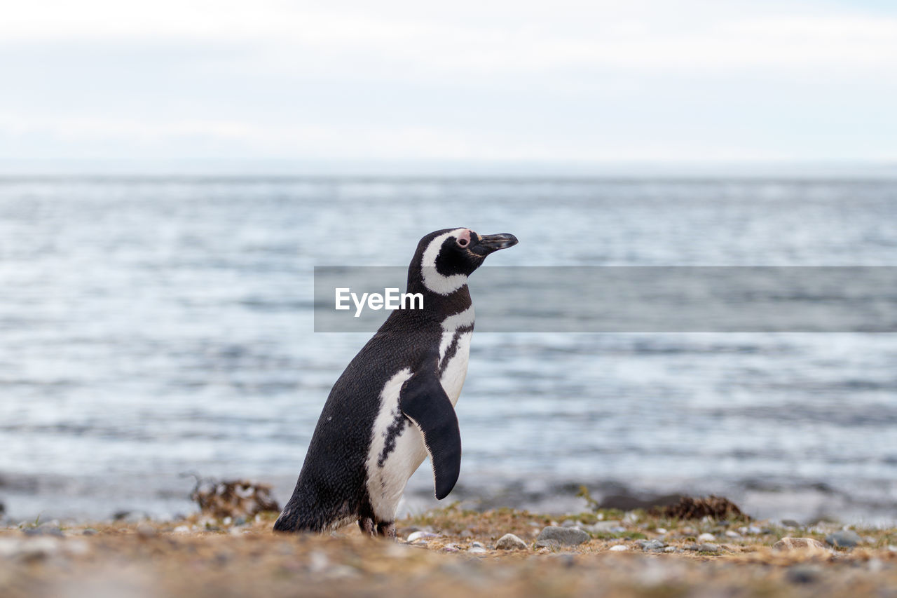 animal themes, animal, water, sea, bird, animal wildlife, wildlife, nature, penguin, beach, land, one animal, no people, sky, day, horizon over water, horizon, outdoors, full length, selective focus, beauty in nature, side view, scenics - nature, travel destinations, mammal, beak, non-urban scene