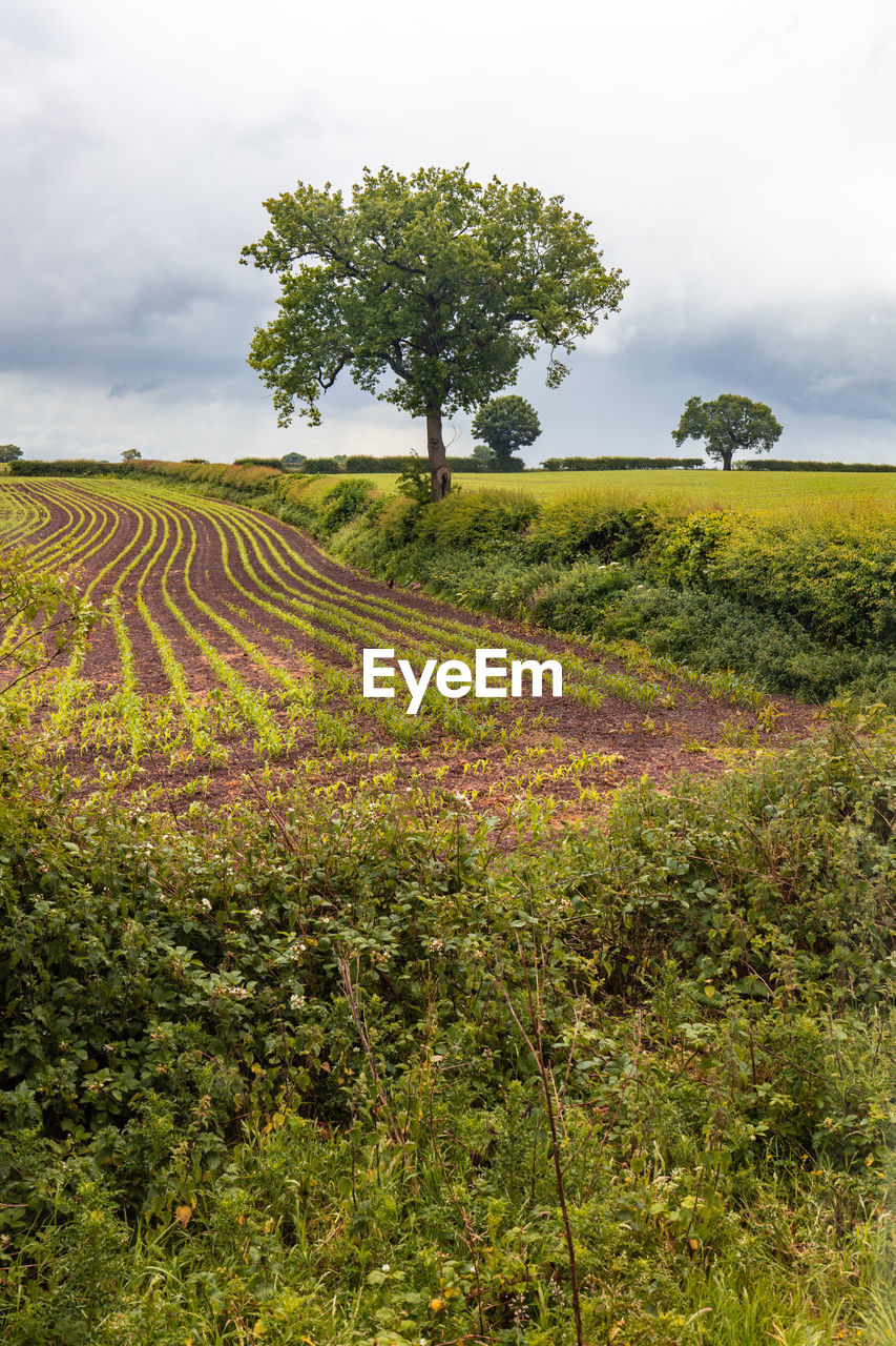 SCENIC VIEW OF AGRICULTURAL FIELD