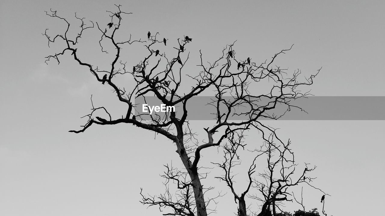 LOW ANGLE VIEW OF BARE TREE AGAINST SKY
