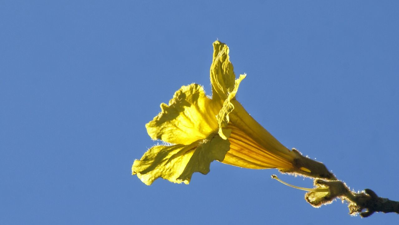 Yellow flower against blue sky