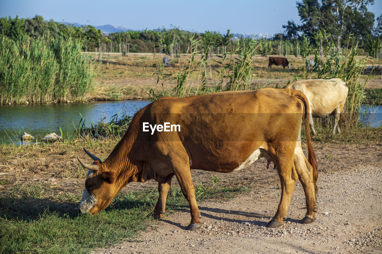 A beautiful photo of cow grassing along side naaman river in northern israel