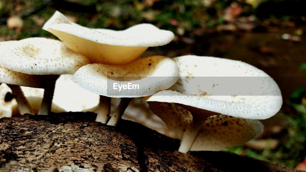 MUSHROOMS GROWING IN FOREST