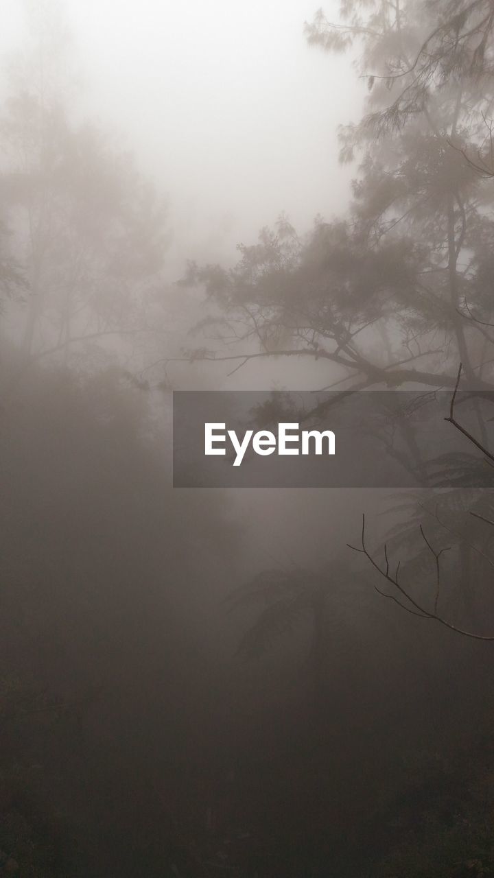 LOW ANGLE VIEW OF TREES IN FOG