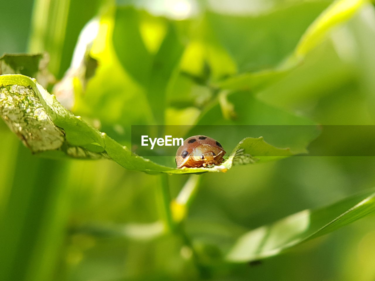 CLOSE-UP OF CATERPILLAR ON LEAF