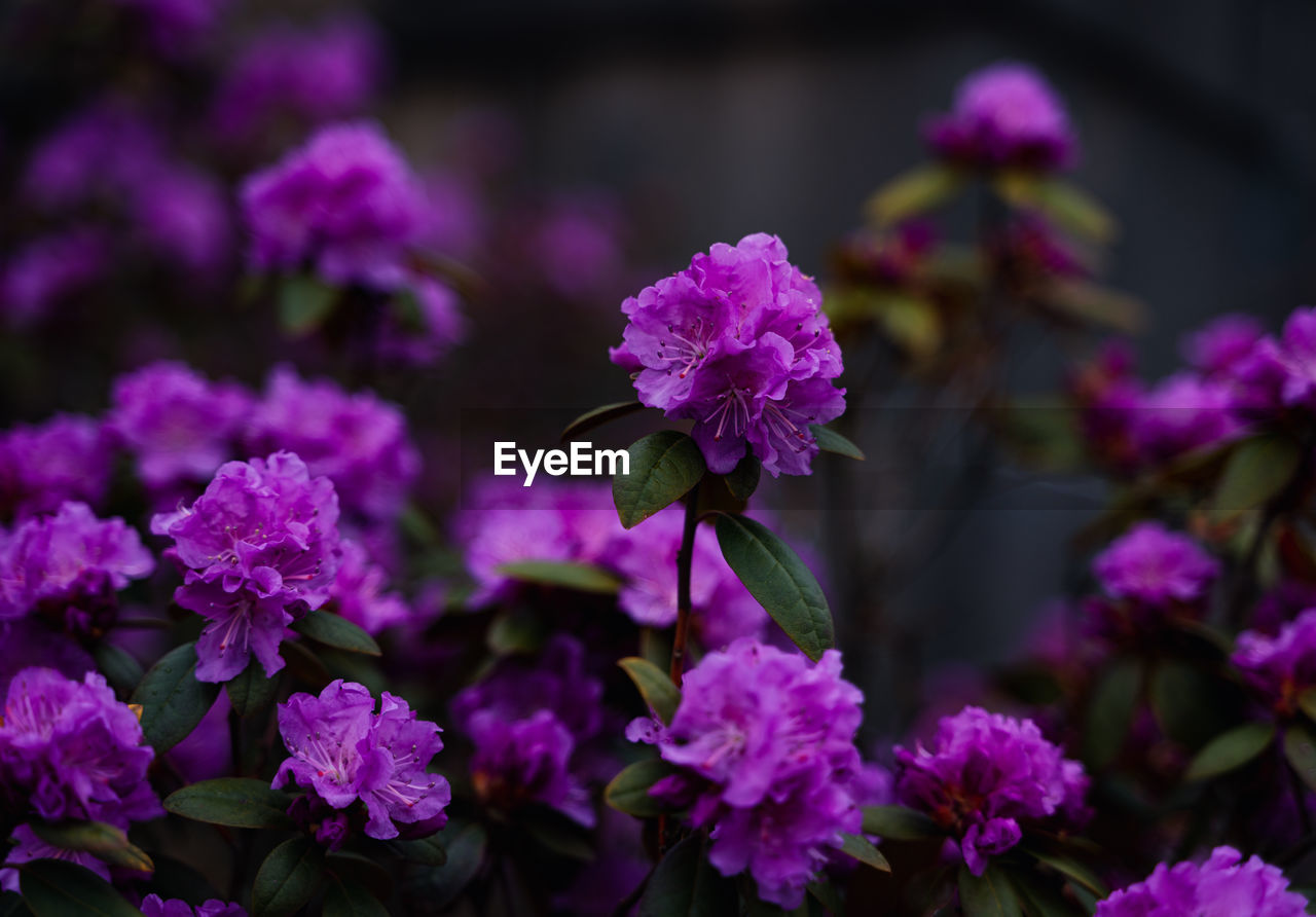 Close-up of purple flowering plant