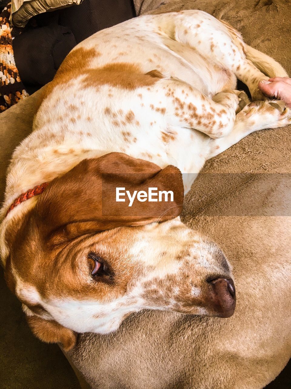 Close-up of dog resting