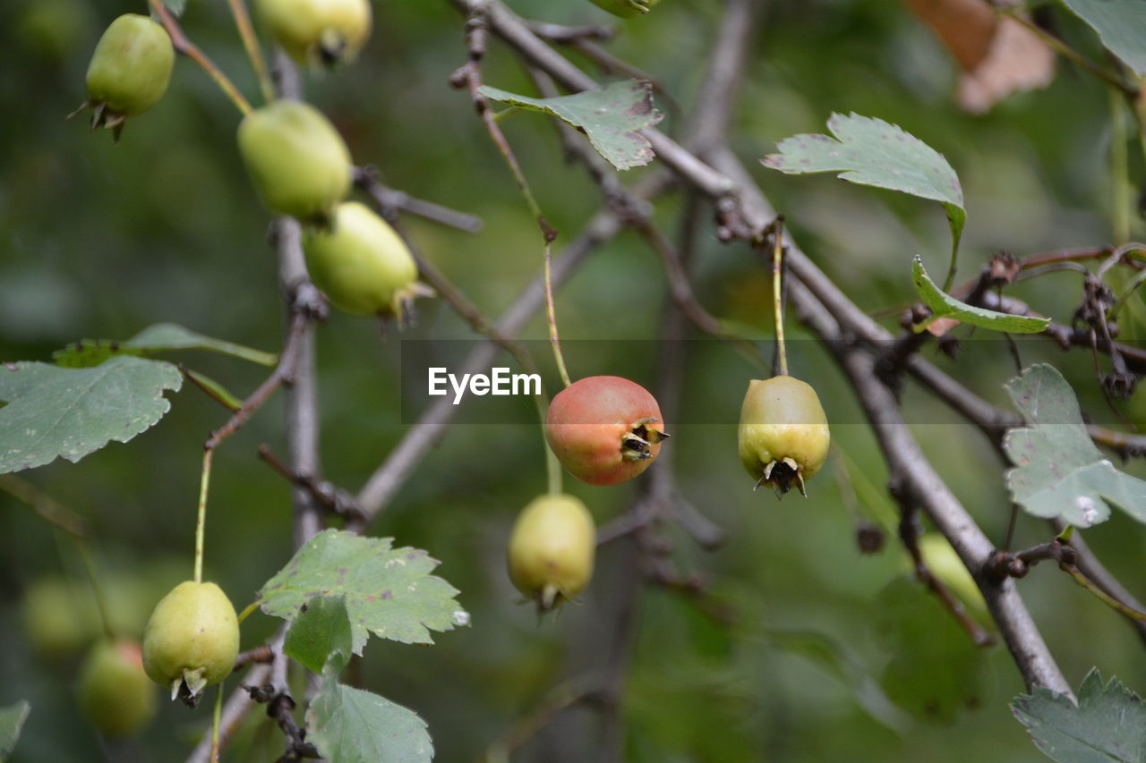 Close-up of berries growing on tree